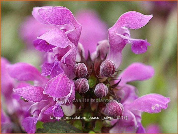 Lamium maculatum 'Beacon Silver' | Dovenetel