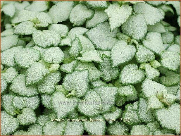 Lamium maculatum 'Beacon Silver' | Dovenetel