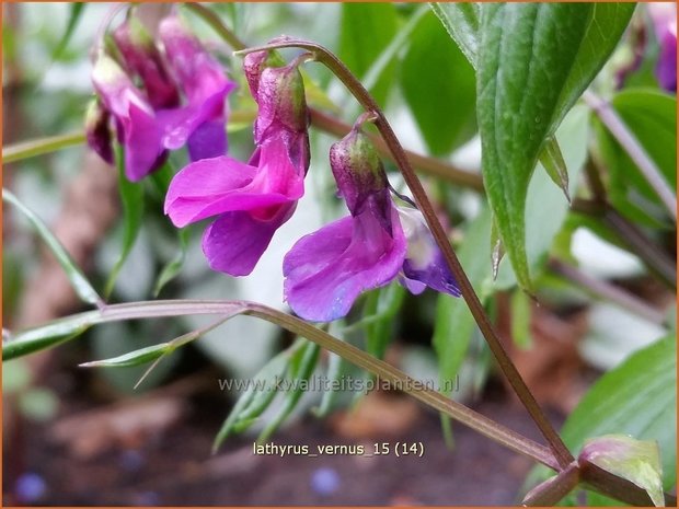 Lathyrus vernus | Voorjaarslathyrus, Vaste siererwt, Pronkerwt, Siererwt | Fr&uuml;hlings-Platterbse | Spring Vetchling