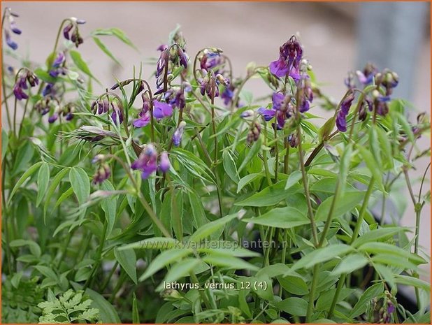 Lathyrus vernus | Vaste siererwt, Voorjaarslathyrus