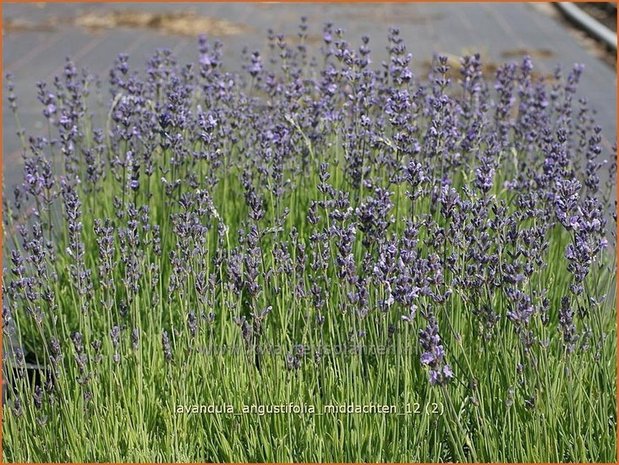 Lavandula angustifolia 'Middachten' | Gewone lavendel, Echte lavendel, Lavendel | Echter Lavendel