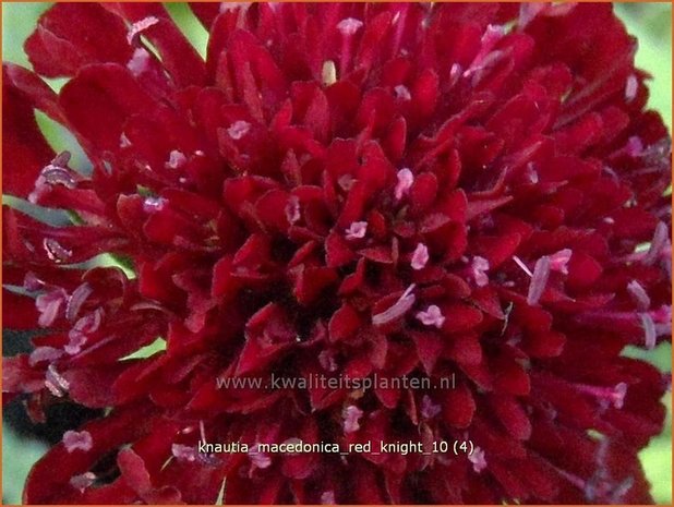 Knautia macedonica 'Red Knight' | Beemdkroon