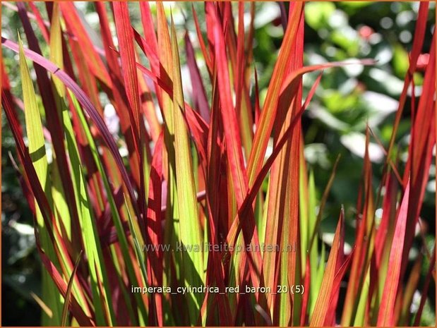 Imperata cylindrica 'Red Baron' | Japans bloedgras