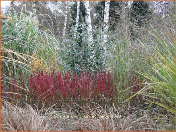 Imperata cylindrica 'Red Baron' | Japans bloedgras