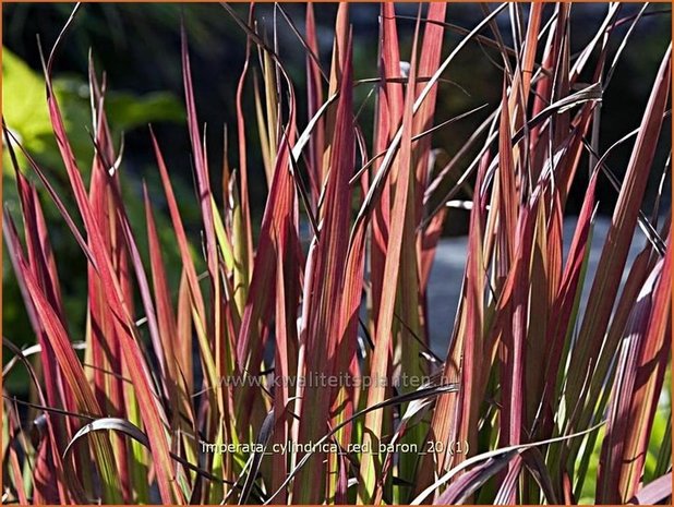 Imperata cylindrica 'Red Baron' | Japans bloedgras