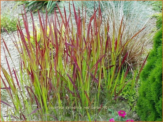 Imperata cylindrica 'Red Baron' | Japans bloedgras