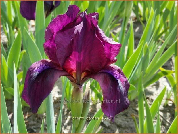 Iris 'Cherry Garden' | Zwaardlelie, Iris, Lis