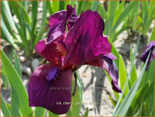 Iris 'Cherry Garden' | Zwaardlelie, Iris, Lis