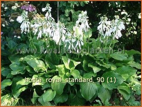 Hosta 'Royal Standard' | Hartlelie, Funkia