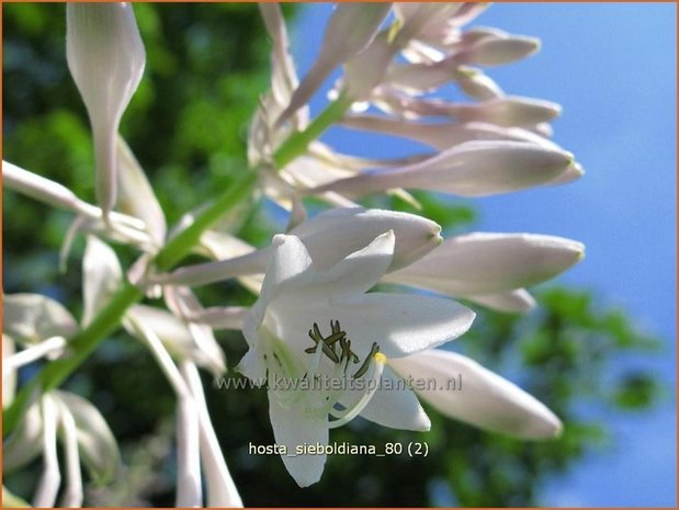 Hosta sieboldiana | Hartlelie, Funkia