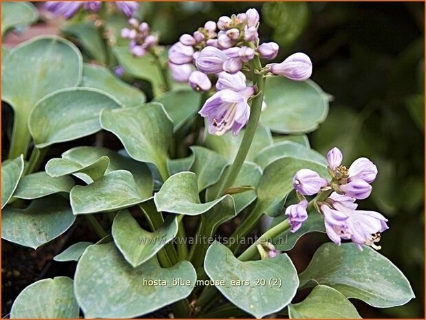 Hosta 'Blue Mouse Ears' | Hartlelie, Funkia