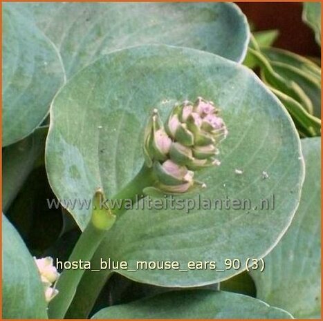 Hosta 'Blue Mouse Ears' | Hartlelie, Funkia