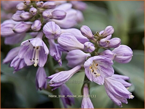 Hosta 'Blue Mouse Ears' | Hartlelie, Funkia