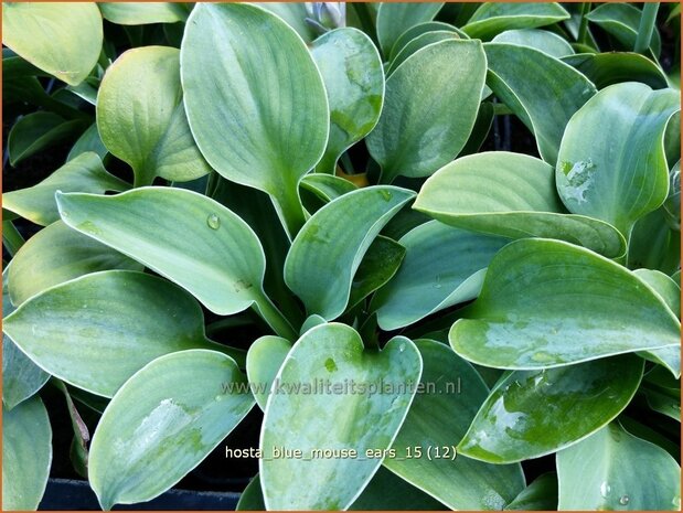 Hosta 'Blue Mouse Ears' | Hosta, Hartlelie, Funkia