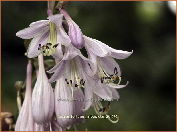 Hosta fortunei 'Albopicta' | Hartlelie, Funkia