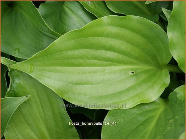 Hosta 'Honeybells' | Hartlelie, Funkia