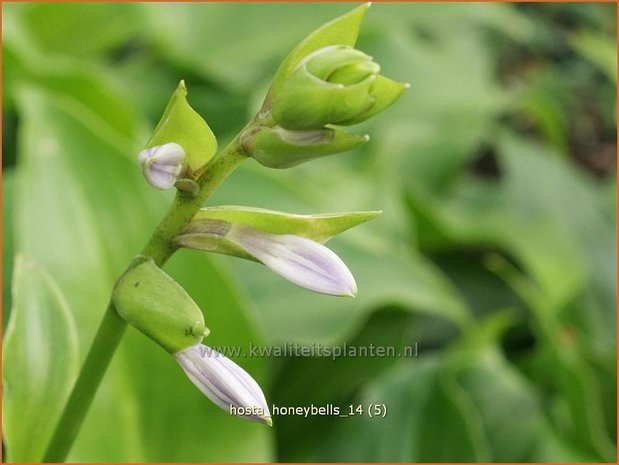 Hosta 'Honeybells' | Hartlelie, Funkia