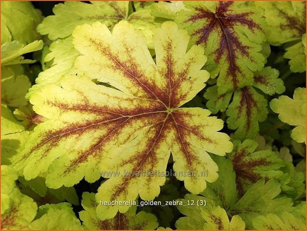 Heucherella 'Golden Zebra'