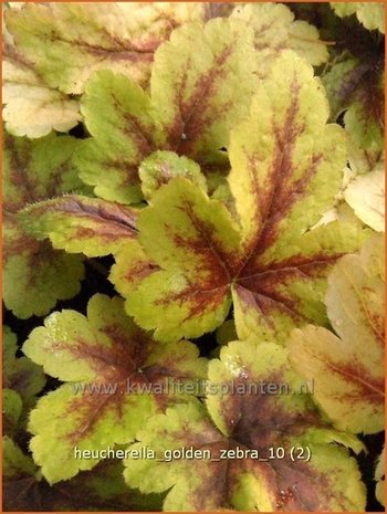 Heucherella 'Golden Zebra'