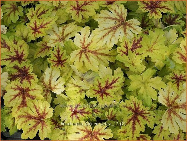 Heucherella 'Golden Zebra'