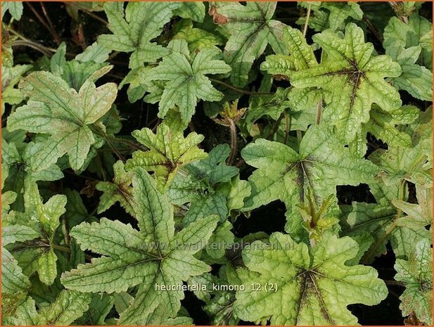 Heucherella 'Kimono' | Schuimklokje | Bastardschaumbl&uuml;te | Foamy Bells