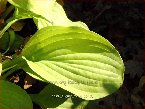 Hosta 'August Moon' | Hartlelie, Funkia