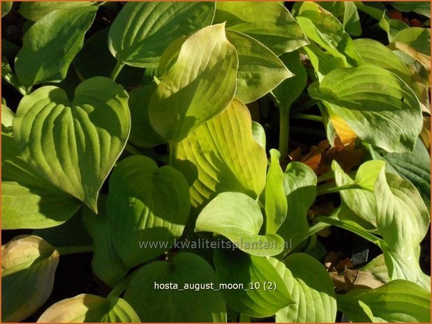 Hosta 'August Moon' | Hartlelie, Funkia