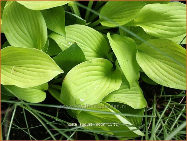 Hosta 'August Moon' | Hartlelie, Funkia