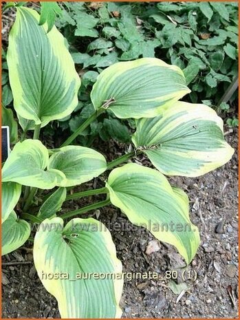 Hosta 'Aureomarginata' | Hartlelie, Funkia