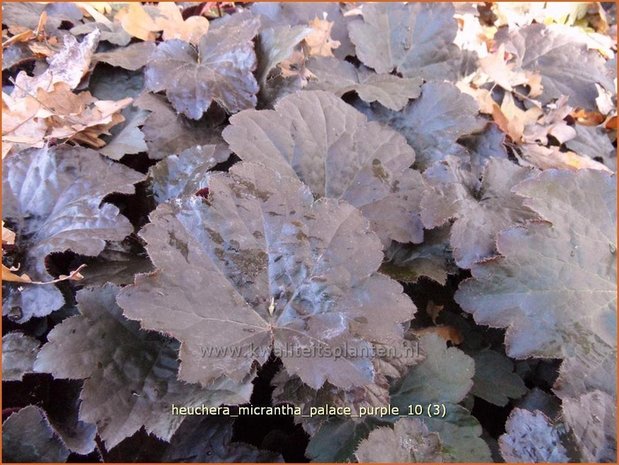 Heuchera micrantha 'Palace Purple' | Purperklokje