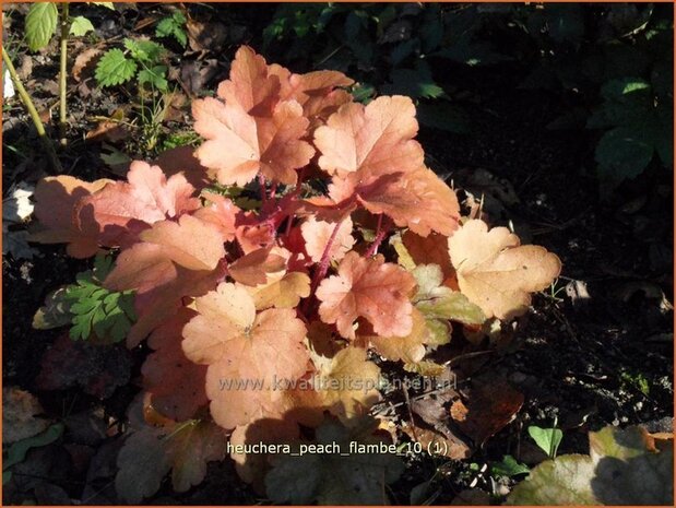 Heuchera 'Peach Flambe' | Purperklokje