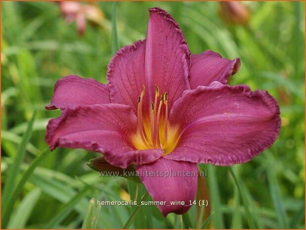 Hemerocallis 'Summer Wine' | Daglelie