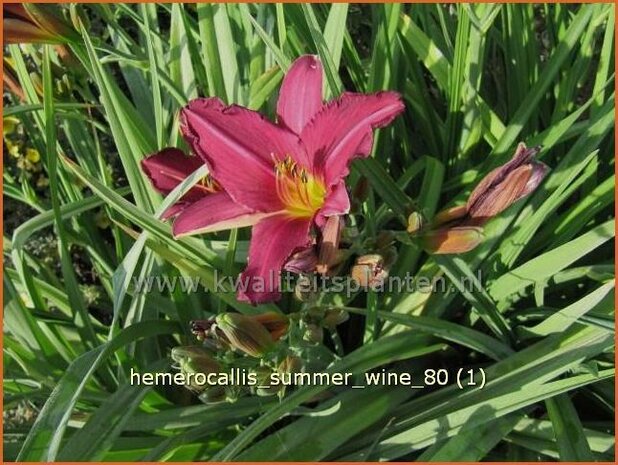 Hemerocallis 'Summer Wine' | DaglelieHemerocallis 'Summer Wine' | Daglelie