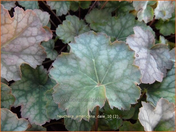 Heuchera americana 'Dale' | Purperklokje, Aluinwortel