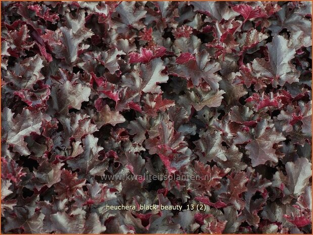 Heuchera 'Black Beauty' | Purperklokje