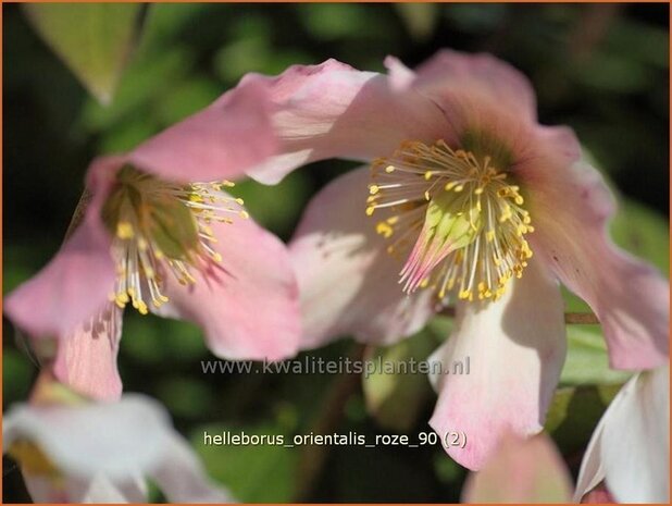 Helleborus orientalis 'Roze' | Kerstroos, Stinkend nieskruid