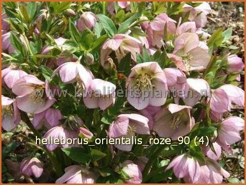 Helleborus orientalis 'Roze' | Kerstroos, Stinkend nieskruid