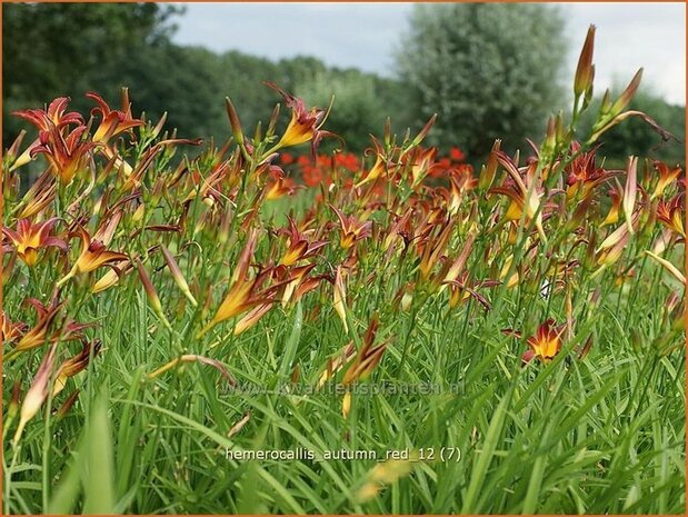 Hemerocallis 'Autumn Red' | Daglelie