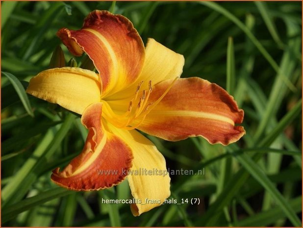 Hemerocallis 'Frans Hals' | Daglelie | Taglilie