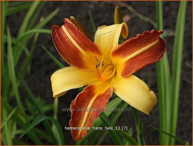 Hemerocallis 'Frans Hals' | Daglelie | Taglilie