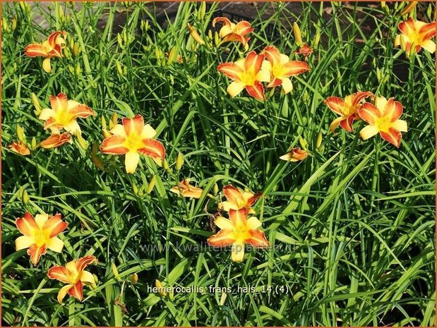 Hemerocallis 'Frans Hals' | Daglelie | Taglilie