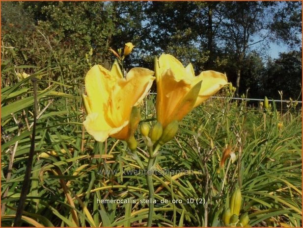 Hemerocallis 'Stella de Oro' | Daglelie