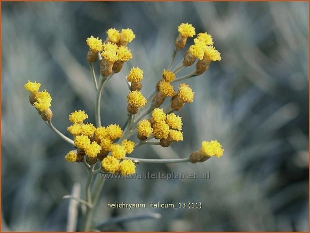 Helichrysum italicum | Kerrieplant, Strobloem