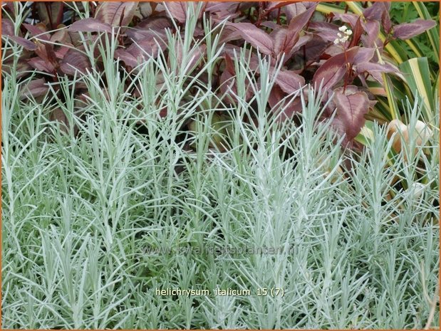 Helichrysum italicum | Kerrieplant, Strobloem