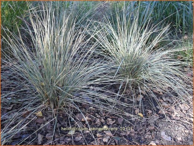Helictotrichon sempervirens | Blauwstraalhaver, Sierhaver
