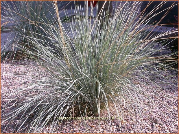 Helictotrichon sempervirens | Blauwstraalhaver, Sierhaver