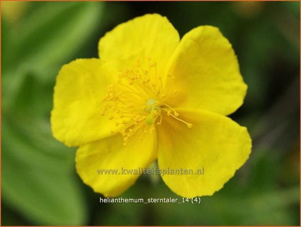Helianthemum 'Sterntaler' | Zonneroosje