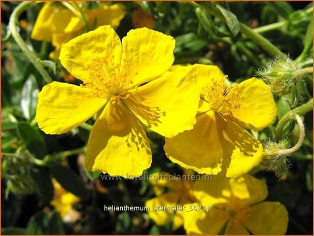 Helianthemum 'Sterntaler' | Zonneroosje