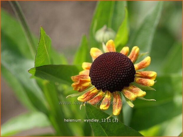 Helenium 'Wyndley' | Zonnekruid