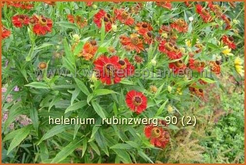 Helenium 'Rubinzwerg' | Zonnekruid | Sonnenbraut